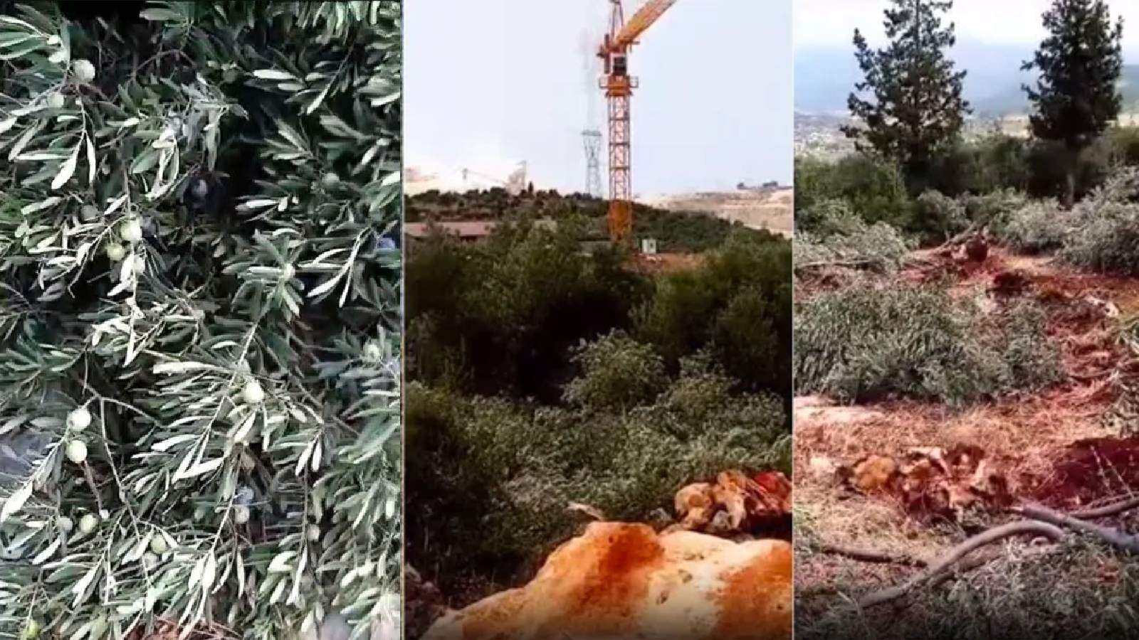Hatay'da depremzedelere yapılacak TOKİ konutları için kolunda zeytin olan ağaçlar kesildi