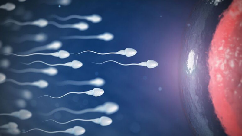 Yapay zeka erkek kısırlığının tedavisinde sperm tespitini 1.000 kat hızlandırabilir