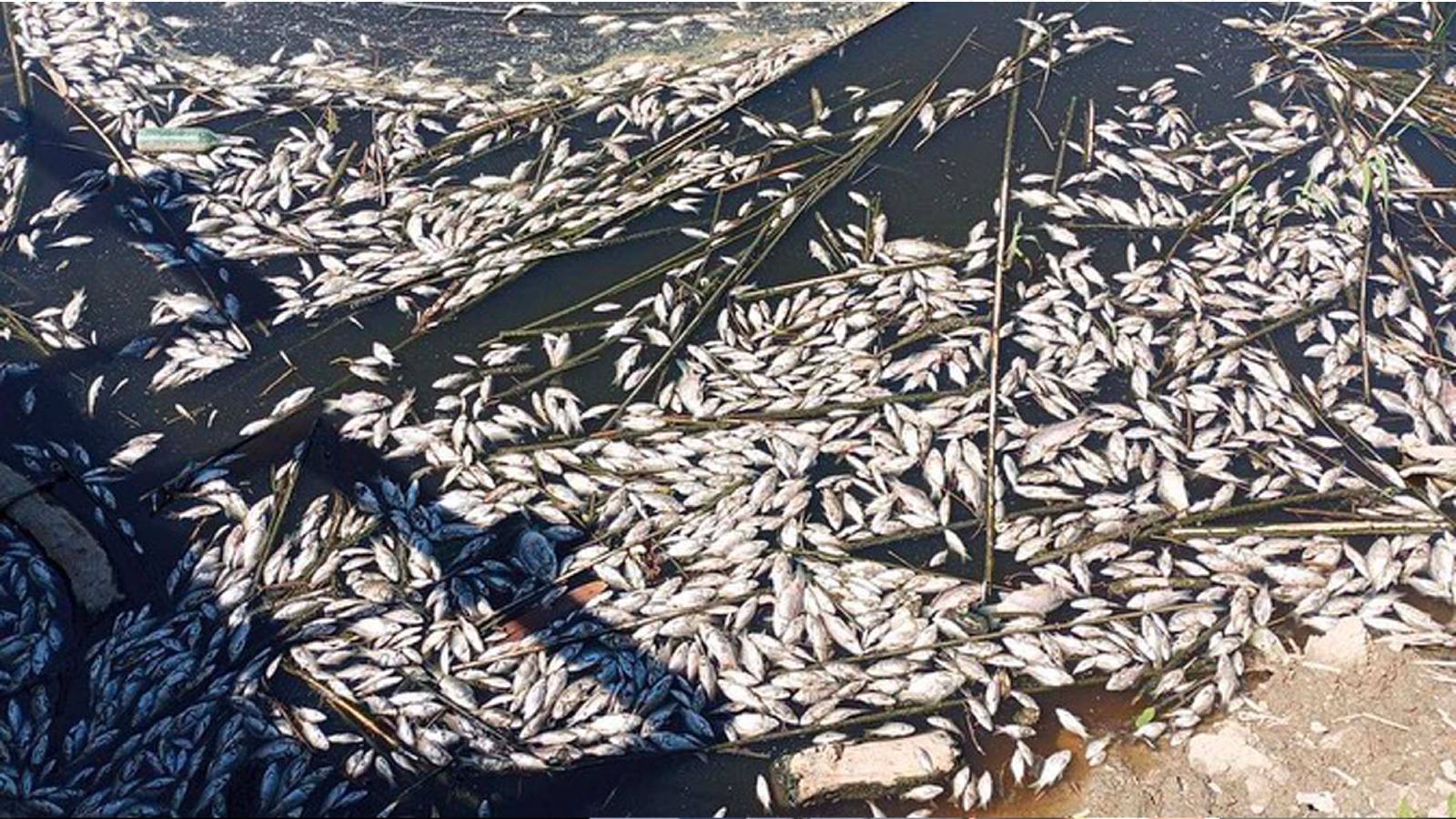 Büyük Menderes Havzası tahliye kanalında toplu balık vefatları devam ediyor