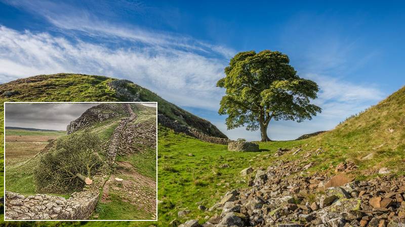 İngiltere'de bölgenin simgesi olan ağacı kesin 16 yaşındaki genç gözaltına alındı