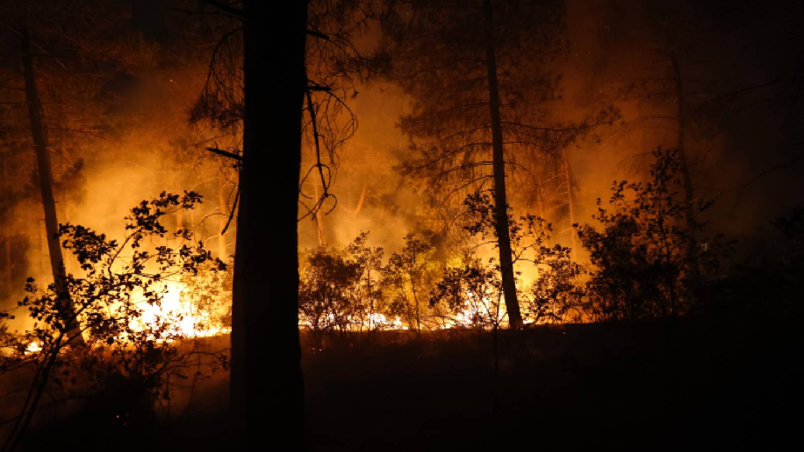 İstanbul Çekmeköy'deki ormanlık alanda yangın çıktı