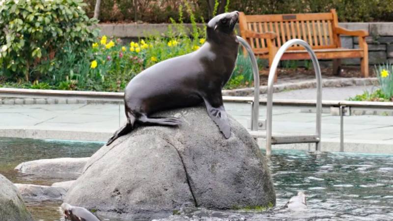 New York'u sel bastı, deniz aslanı hayvanat bahçesinden firar etti