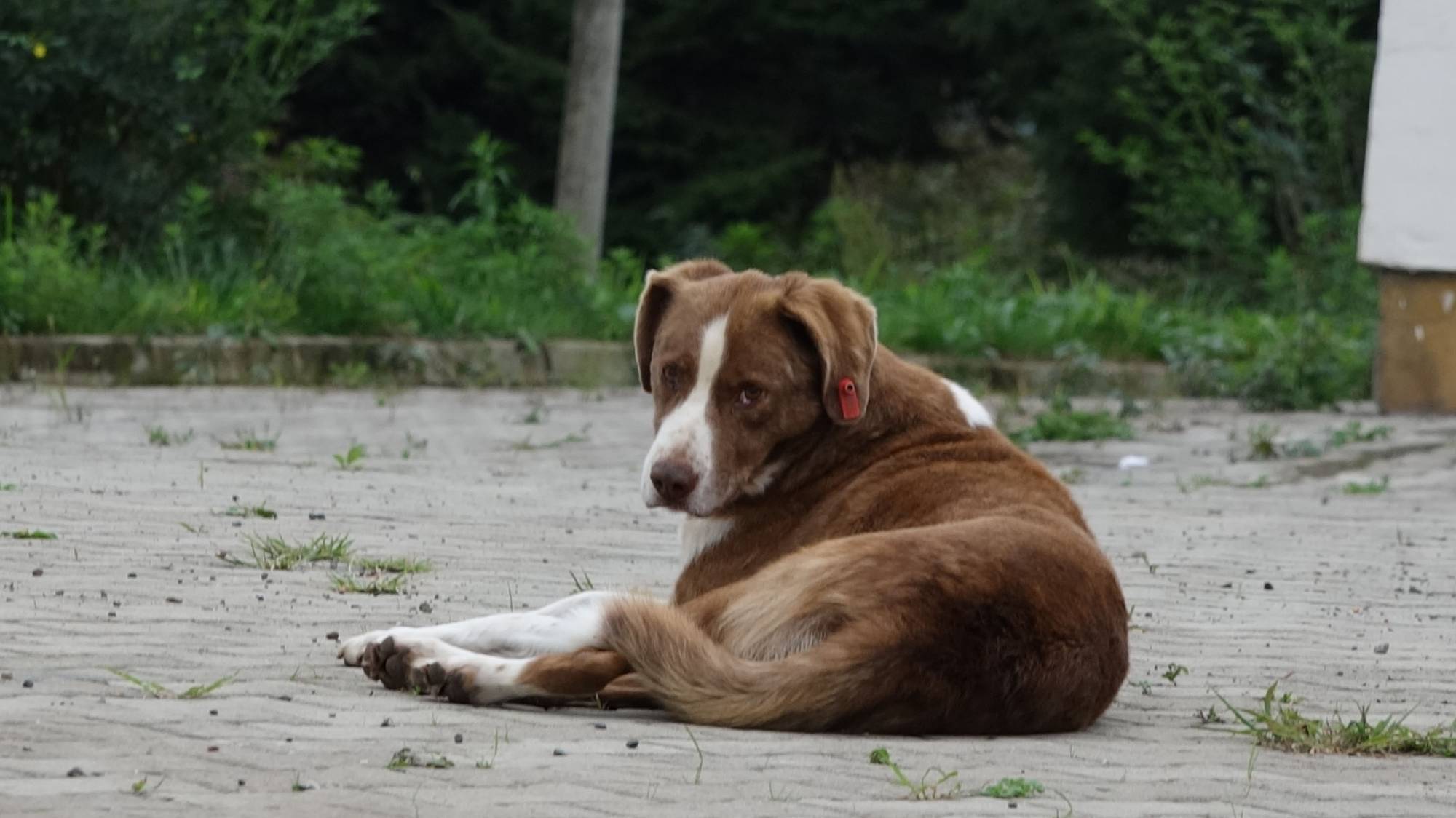 Sokak köpekleri konusunda komite kuruldu: Toplanma ve kısırlaştırma teklifleri gündemde